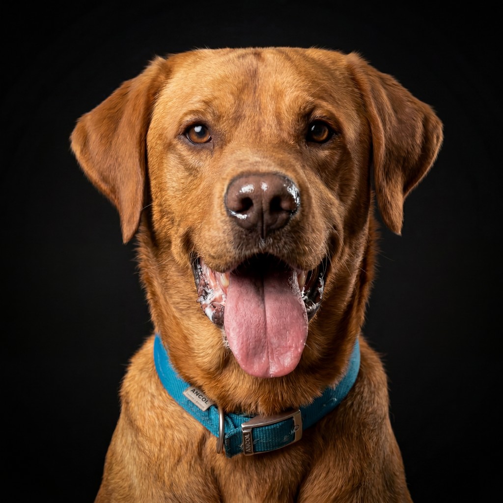 Photo of Bohdi
